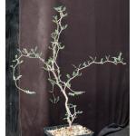 Commiphora monstruosa one-gallon pots