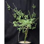 Commiphora oblongifolia 2-gallon pots