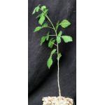 Commiphora oblongifolia 5-inch pots