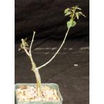 Commiphora pseudopaolii 4-inch pots