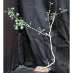 Commiphora schimperi one-gallon pots