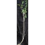 Commiphora wightii one-gallon pots