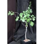 Commiphora africana one-gallon pots