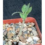 Commiphora anacardiifolia 4-inch pots