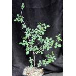 Commiphora angolensis one-gallon pots