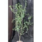 Commiphora angolensis 2-gallon pots