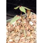 Commiphora capuronii 5-inch pots
