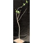 Commiphora dinteri one-gallon pots