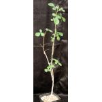 Commiphora edulis ssp. holosericea one-gallon pots