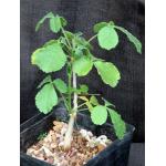 Commiphora edulis ssp. holosericea one-gallon pots