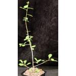 Commiphora glandulosa 5-inch pots