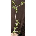 Commiphora glandulosa one-gallon pots
