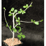 Commiphora glandulosa 5-inch pots