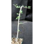 Commiphora habessinica 4-inch pots