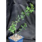 Commiphora humbertii 5-inch pots
