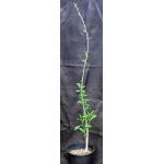 Commiphora lamii 2-gallon pots