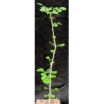 Commiphora mildbraedii one-gallon pots