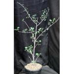 Commiphora neglecta 2-gallon pots