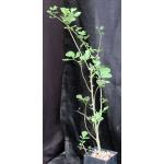 Commiphora sp. (Turbi Hills, Kenya) 4-inch pots