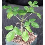 Commiphora unilobata 5-inch pots