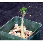 Commiphora unilobata 4-inch pots