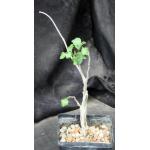Commiphora wightii 5-inch pots