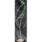 Commiphora wightii one-gallon pots