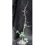 Commiphora africana 5-inch pots