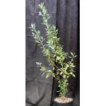 Conocarpus erectus var. sericeus 2-gallon pots