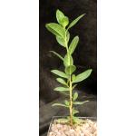 Conocarpus erectus var. sericeus 5-inch pots