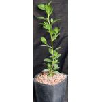 Conocarpus erectus var. sericeus one-gallon pots