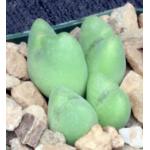 Conophytum bilobum 2-inch pots