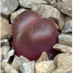 Conophytum maughanii cv Red Diamond 2-inch pots