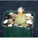 Conophytum maughanii cv Red Diamond 2-inch pots