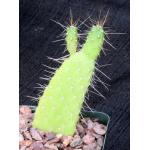 Consolea corallicola 4-inch pots