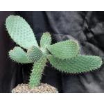 Consolea corallicola 8-inch pots