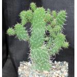 Consolea moniliformis one-gallon pots