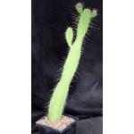 Consolea corallicola 5-inch pots