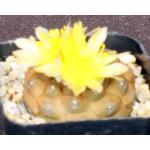 Copiapoa hypogaea ssp. hypogaea 2-inch pots