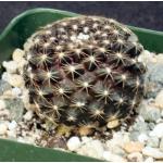 Copiapoa tenuissima 4-inch pots