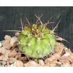 Copiapoa haseltoniana 4-inch pots
