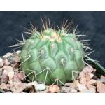 Copiapoa haseltoniana 5-inch pots