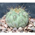 Copiapoa haseltoniana 5-inch pots