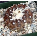 Copiapoa hypogaea ssp. hypogaea 4-inch pots