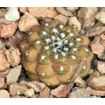 Copiapoa hypogaea ssp. barquitensis 4-inch pots