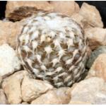 Copiapoa laui 4-inch pots