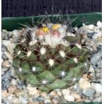 Copiapoa paposoensis 4-inch pots