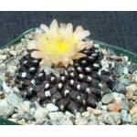 Copiapoa tenuissima 4-inch pots