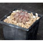 Copiapoa humilis var. esmeraldana 5-inch pots