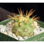 Copiapoa haseltoniana 4-inch pots